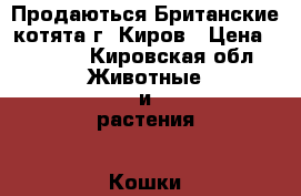  Продаються Британские котята г. Киров › Цена ­ 2 000 - Кировская обл. Животные и растения » Кошки   